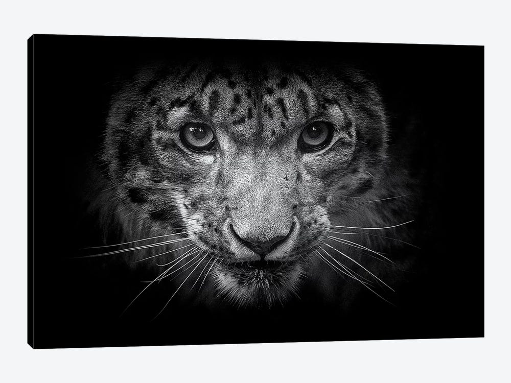 Snow Leopard In Black And White by David Whelan 1-piece Canvas Art Print