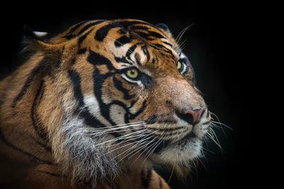 Sumatran Tiger by David Whelan canvas print