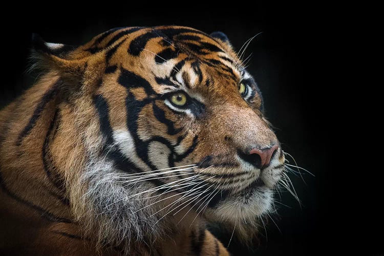 Sumatran Tiger