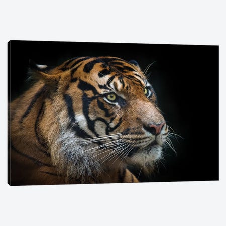 Sumatran Tiger Canvas Print #DWH71} by David Whelan Canvas Artwork