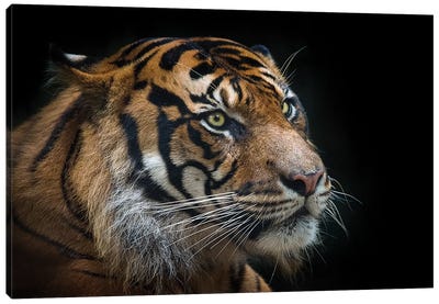 Sumatran Tiger Canvas Art Print - David Whelan