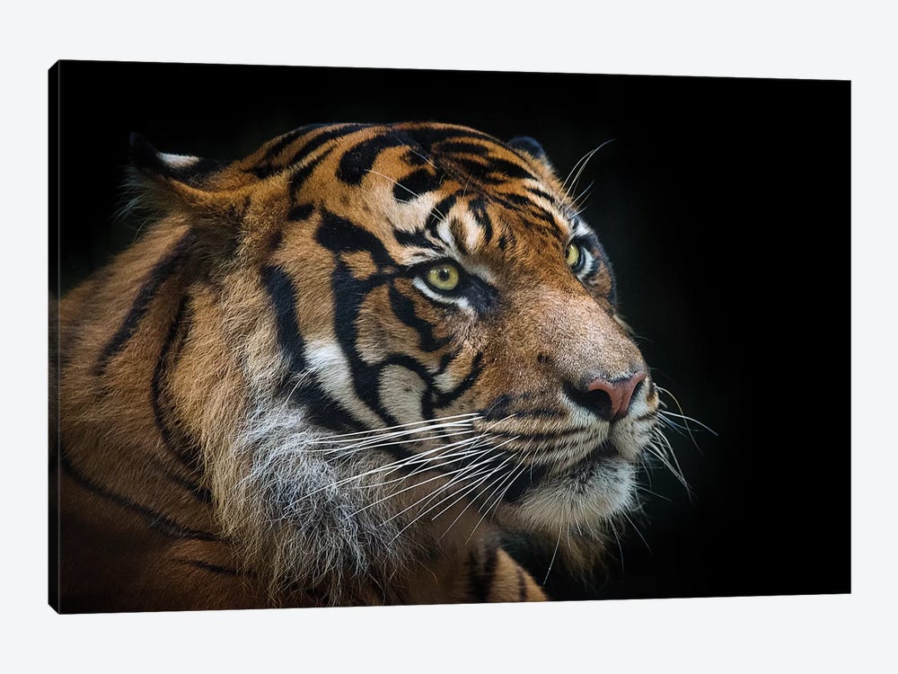 Sumatran Tiger by David Whelan 1-piece Canvas Artwork