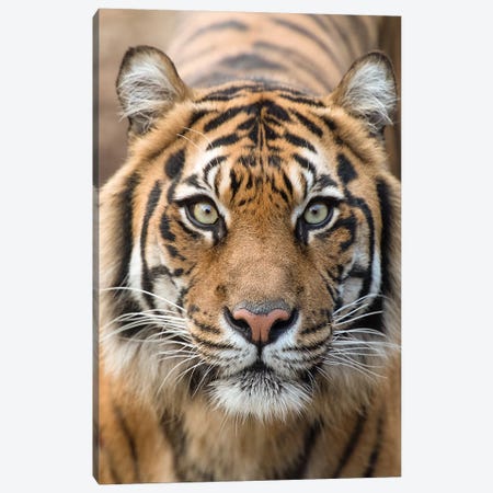 Sumatran Tiger – Indrah Canvas Print #DWH72} by David Whelan Canvas Art
