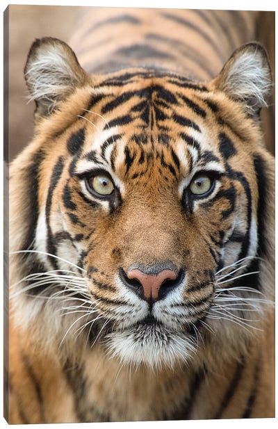 Sumatran Tiger – Indrah Canvas Art Print