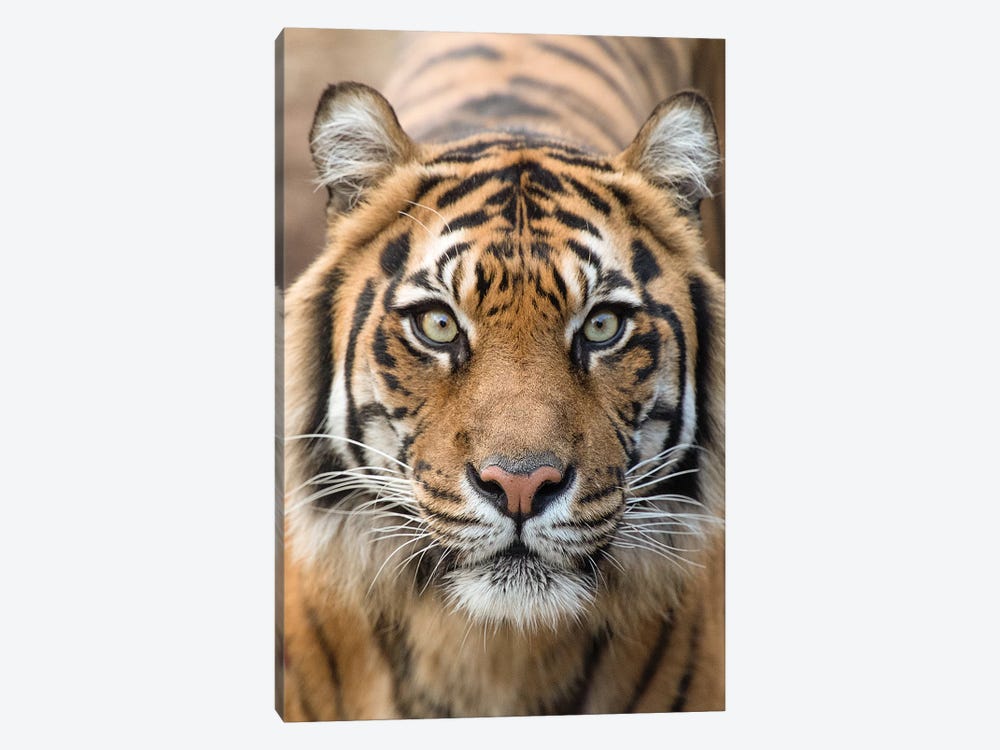 Sumatran Tiger – Indrah by David Whelan 1-piece Art Print