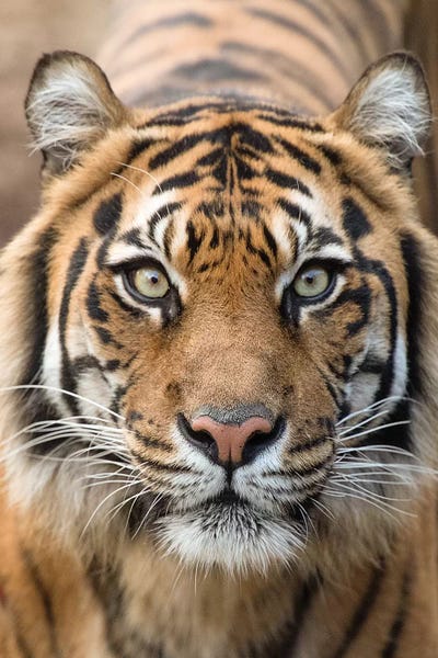 Tigers: Sumatran Tiger – Indrah by David Whelan