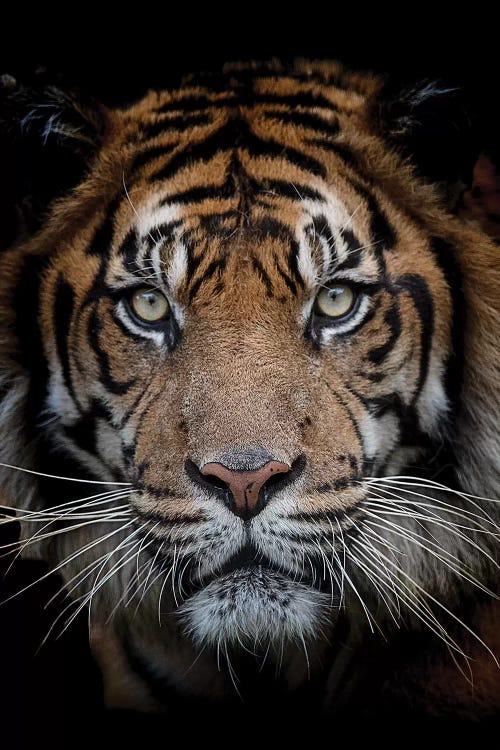 Sumatran Tiger - Mattai