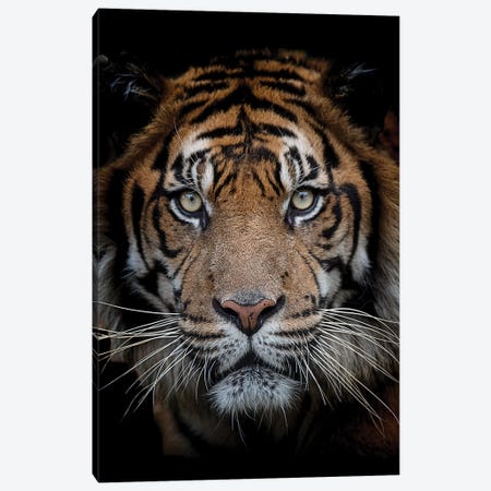 Sumatran Tiger - Mattai Canvas Print #DWH73} by David Whelan Canvas Art