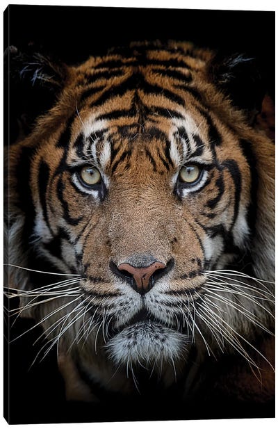 Sumatran Tiger - Mattai Canvas Art Print - David Whelan