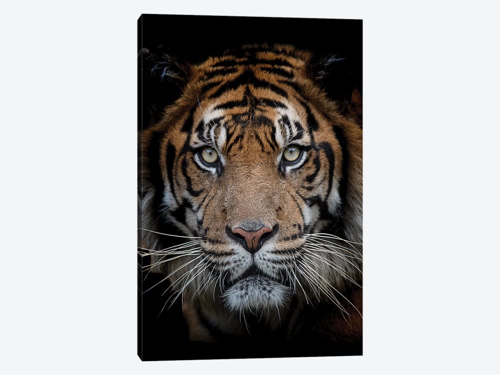 Sumatran Tiger - Mattai by David Whelan 1-piece Canvas Artwork