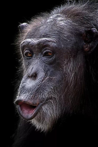 Photogenic Animals: Surprise by David Whelan