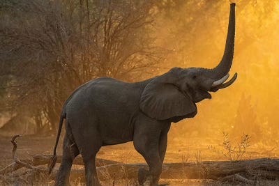 Testing The Height by David Whelan metal wall art