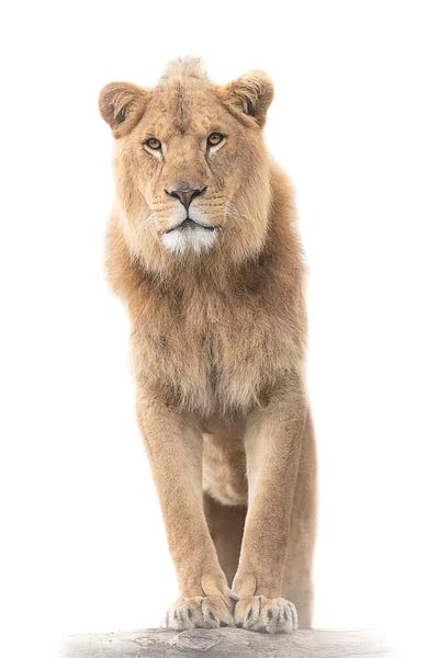 The Lookout by David Whelan framed canvas print