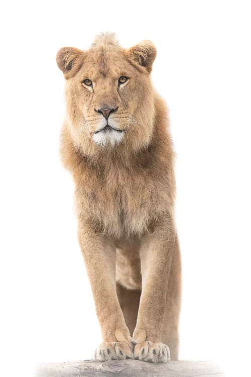 The Lookout by David Whelan wall art