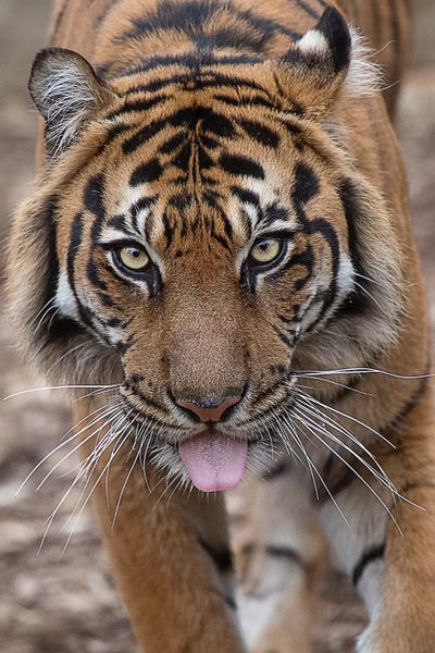 Tongue Out Tuesday With Indrah by David Whelan canvas print