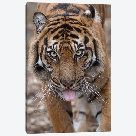 Tongue Out Tuesday With Indrah Canvas Print #DWH77} by David Whelan Canvas Print