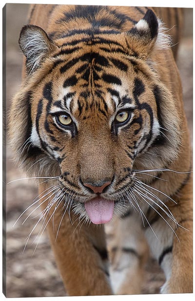 Tongue Out Tuesday With Indrah Canvas Art Print - Photogenic Animals