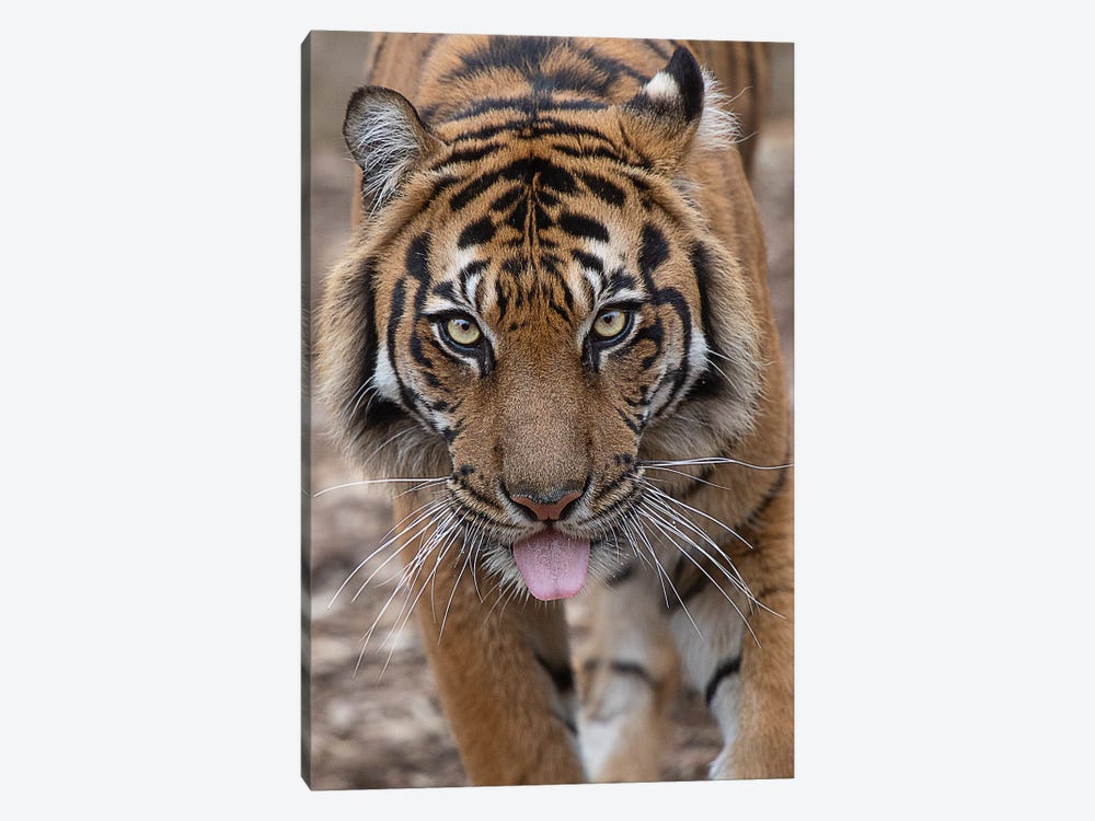 Tongue Out Tuesday With Indrah by David Whelan 1-piece Canvas Artwork