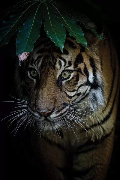 Under Cover by David Whelan framed canvas print