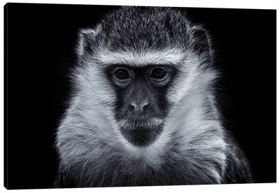 Vervet Monkey Canvas Art Print - David Whelan