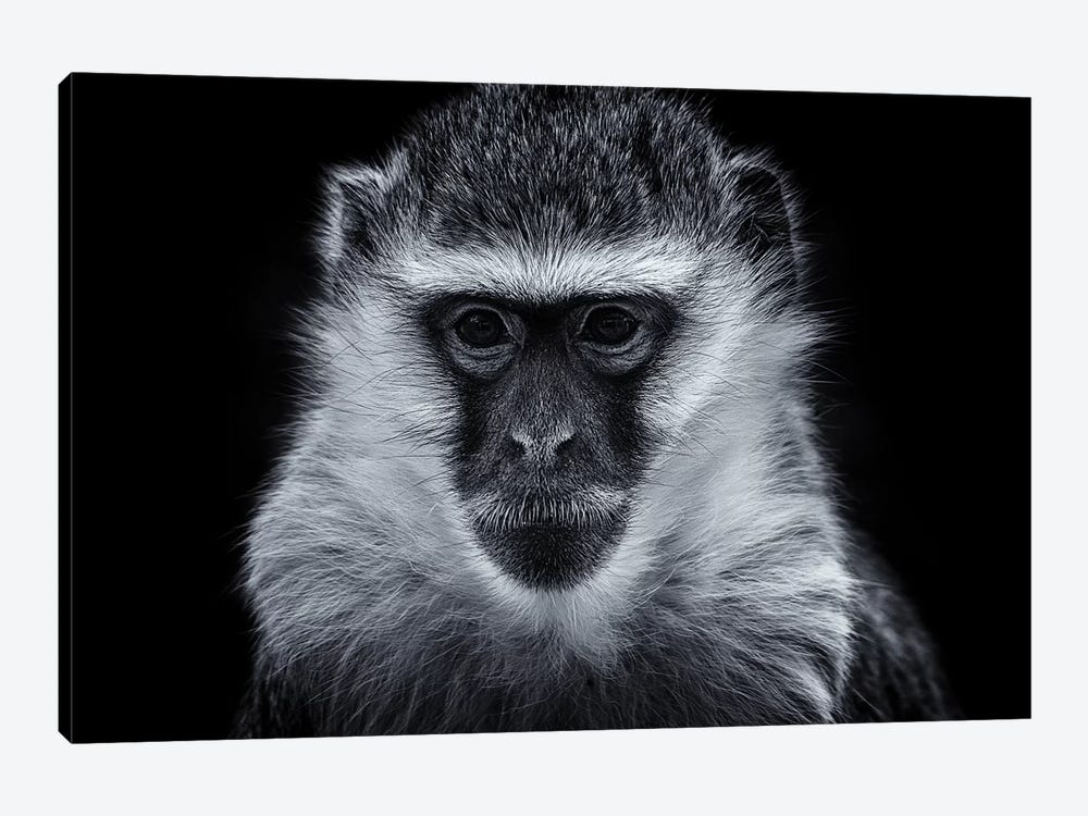 Vervet Monkey by David Whelan 1-piece Canvas Art
