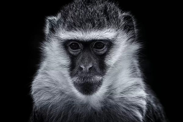 Monkeys: Vervet Monkey by David Whelan