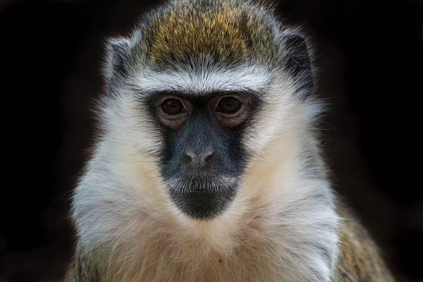 Primates: Vervet Monkey Colour by David Whelan