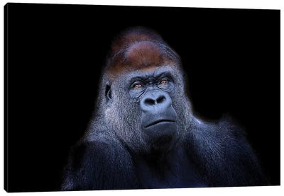 Western Lowland Gorilla Canvas Art Print - Minimalist Wildlife Photography
