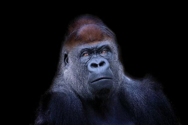 Minimalist Wildlife Photography: Western Lowland Gorilla by David Whelan