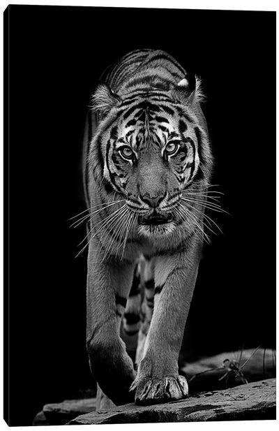 Whiskers In Black And White Canvas Art Print - Tiger Art