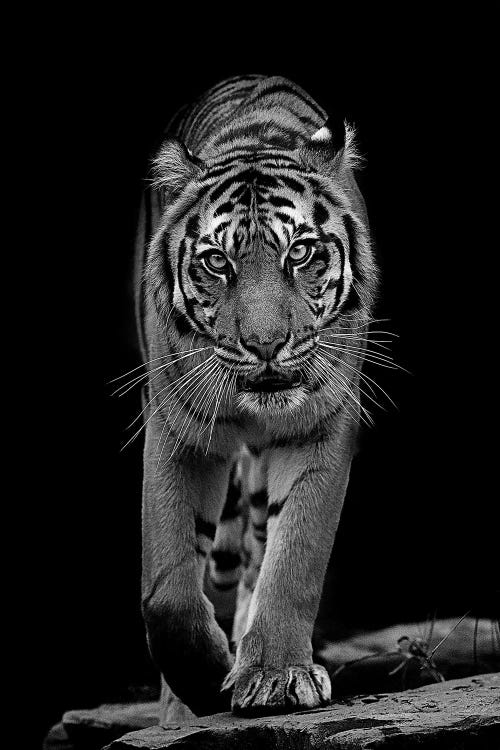 Whiskers In Black And White by David Whelan wall art