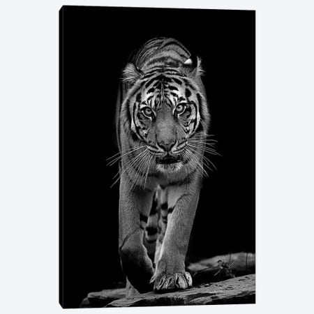 Whiskers In Black And White Canvas Print #DWH82} by David Whelan Art Print