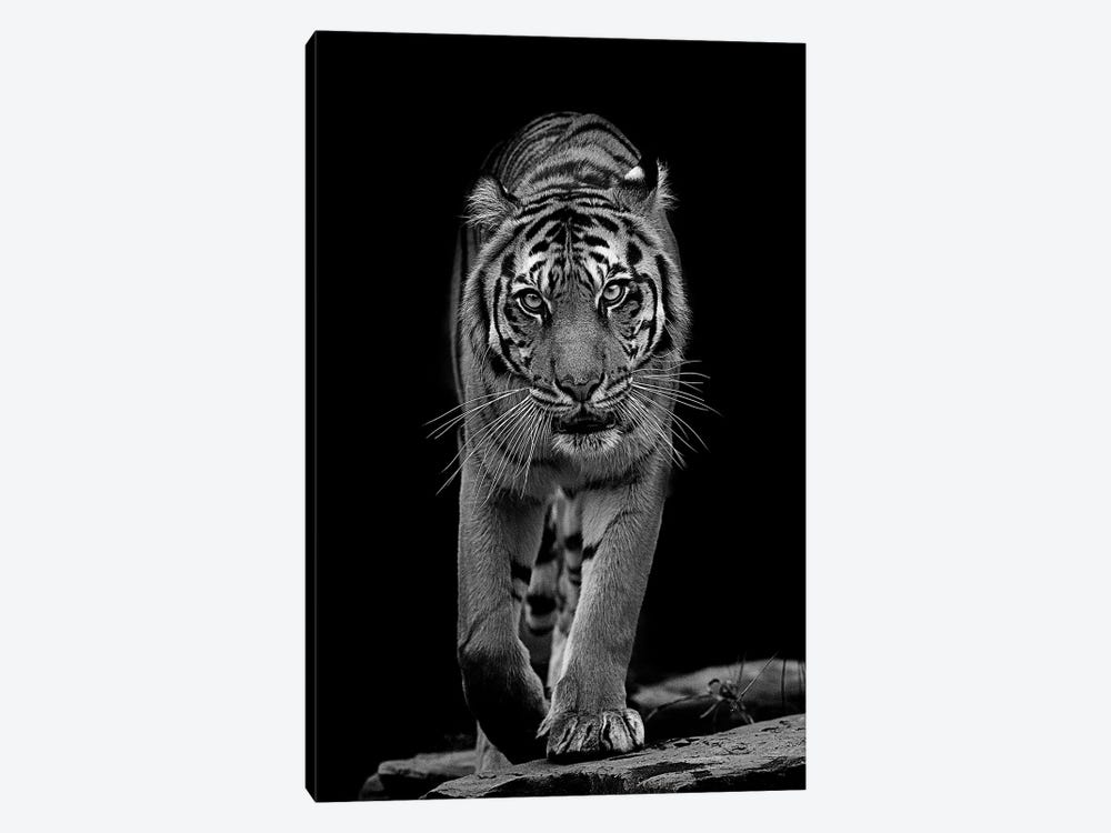 Whiskers In Black And White by David Whelan 1-piece Canvas Artwork