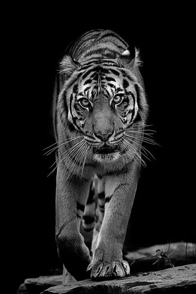 Tigers: Whiskers In Black And White by David Whelan