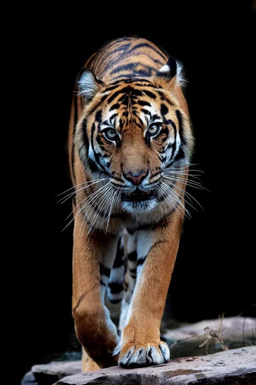 Whiskers In Color by David Whelan wall art