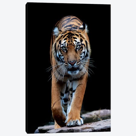 Whiskers In Color Canvas Print #DWH83} by David Whelan Canvas Art Print
