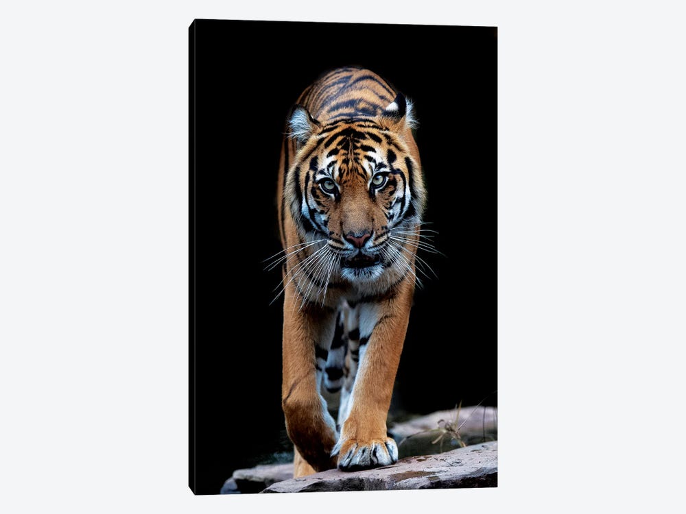 Whiskers In Color by David Whelan 1-piece Art Print