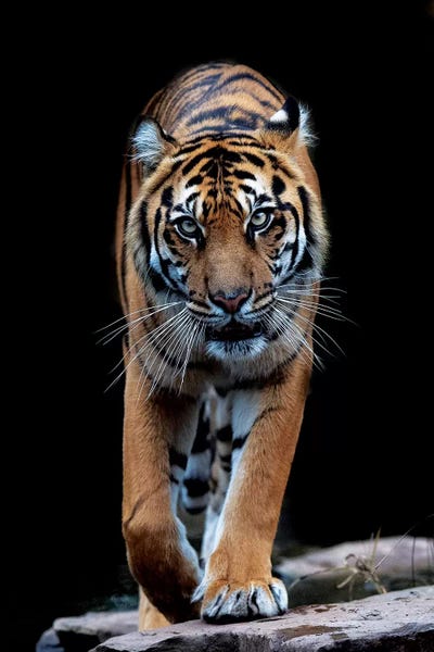 Tigers: Whiskers In Color by David Whelan