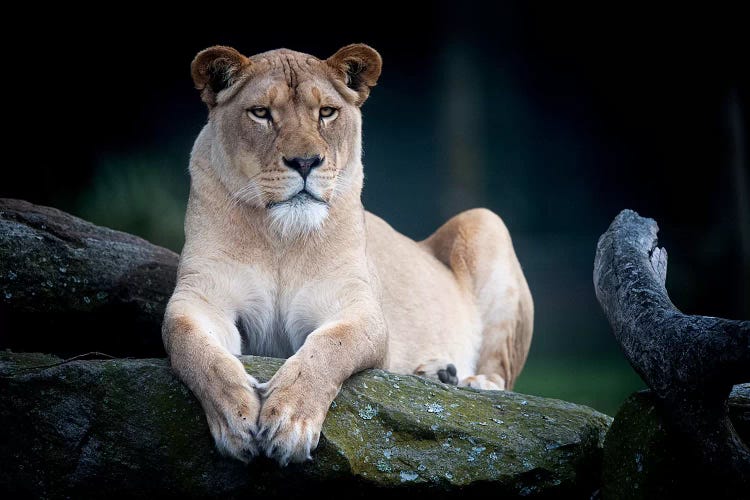 White Lion