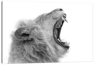 Yawning Canvas Art Print - David Whelan