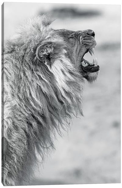 Yawning Lion Canvas Art Print - Minimalist Wildlife Photography