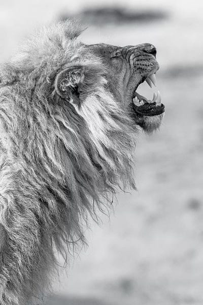 Minimalist Wildlife Photography: Yawning Lion by David Whelan