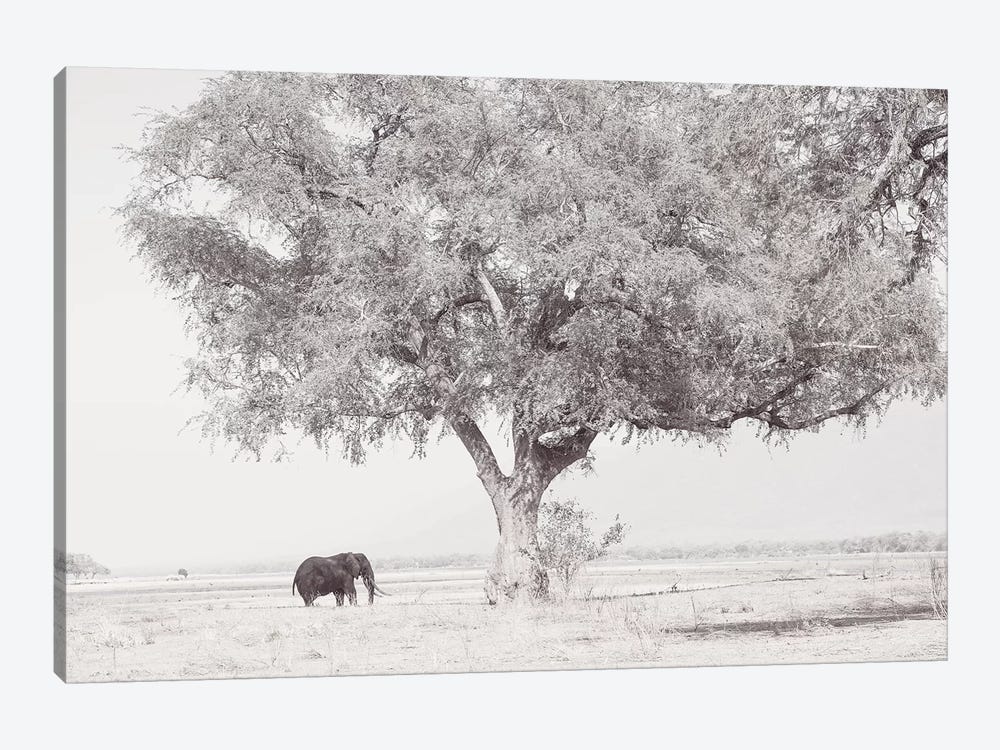 Zambezi Elephant by David Whelan 1-piece Art Print