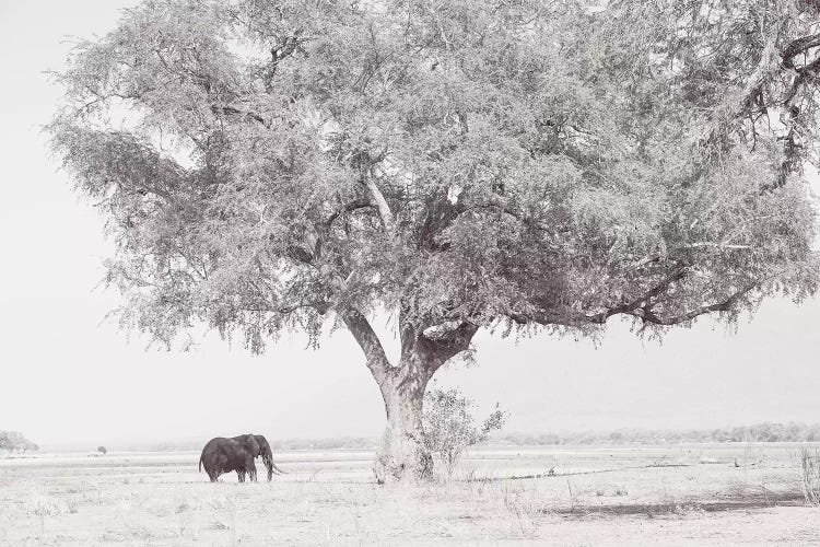 Zambezi Elephant