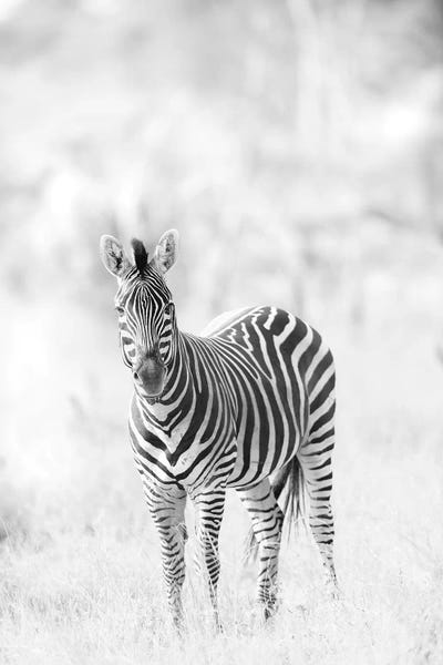 Zebras: Zebra by David Whelan