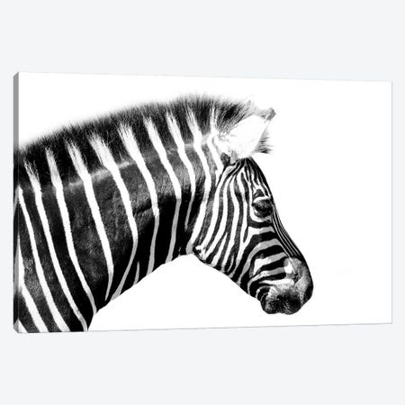 Zebra Close Up Canvas Print #DWH89} by David Whelan Canvas Print