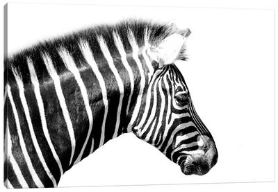 Zebra Close Up Canvas Art Print - David Whelan