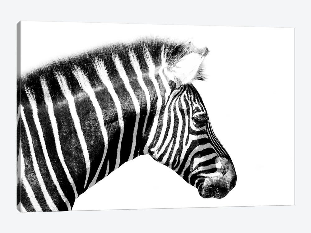 Zebra Close Up by David Whelan 1-piece Canvas Art Print