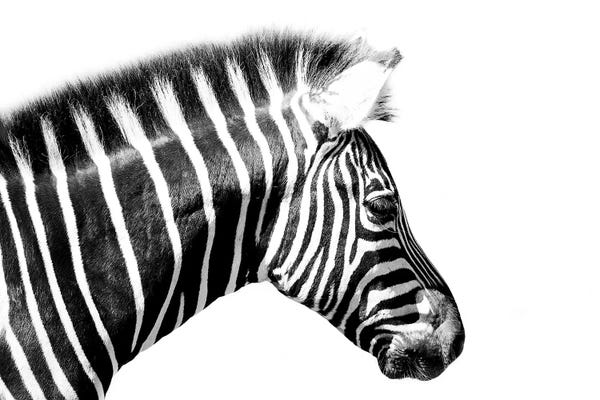 Zebras: Zebra Close Up by David Whelan