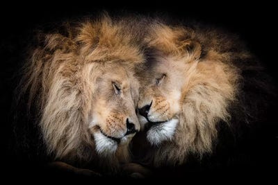 Brotherly Love by David Whelan metal wall art